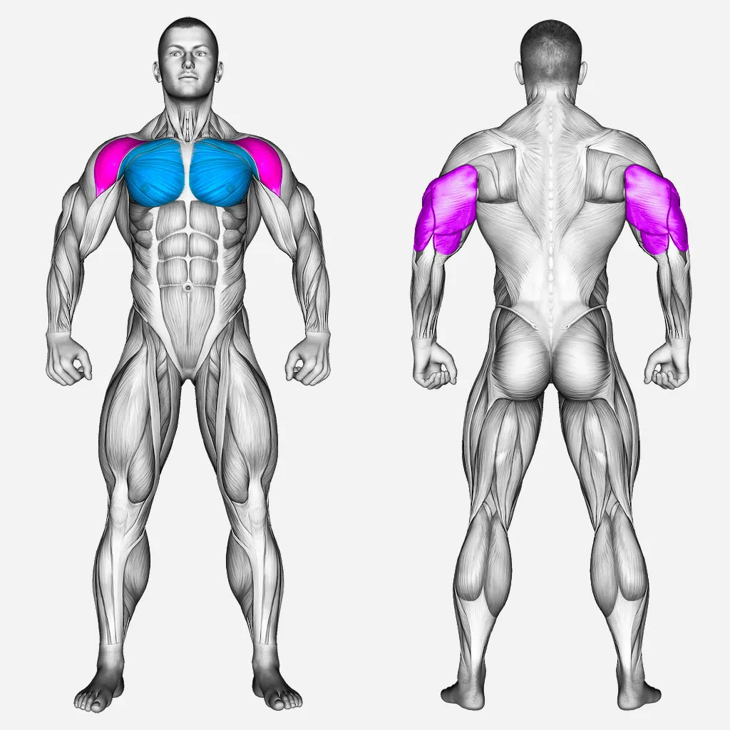 عضلات-درگیر-بالا-سینه-دمبل-موازی
