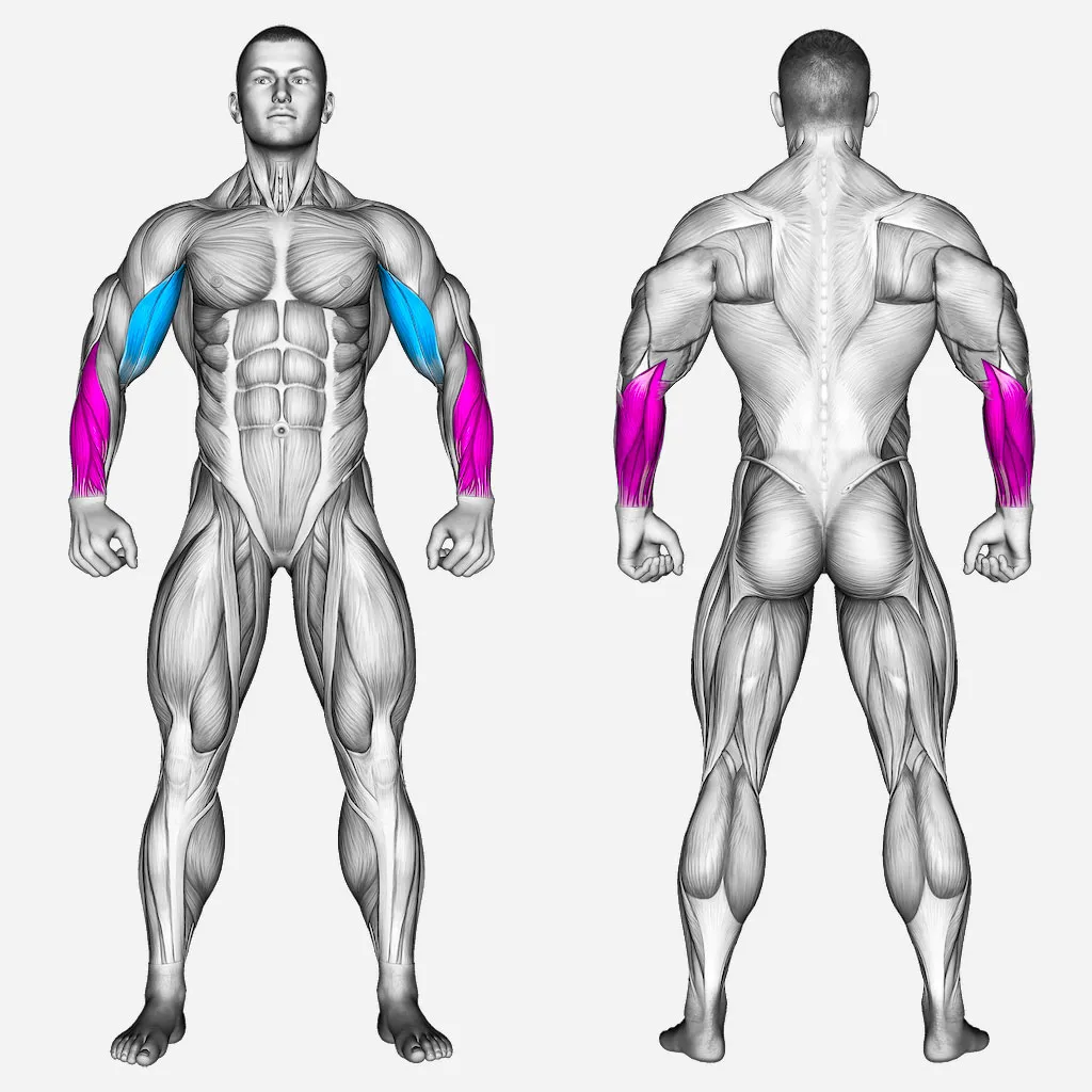عضلات-درگیر-جلو-بازو-آرنولدی