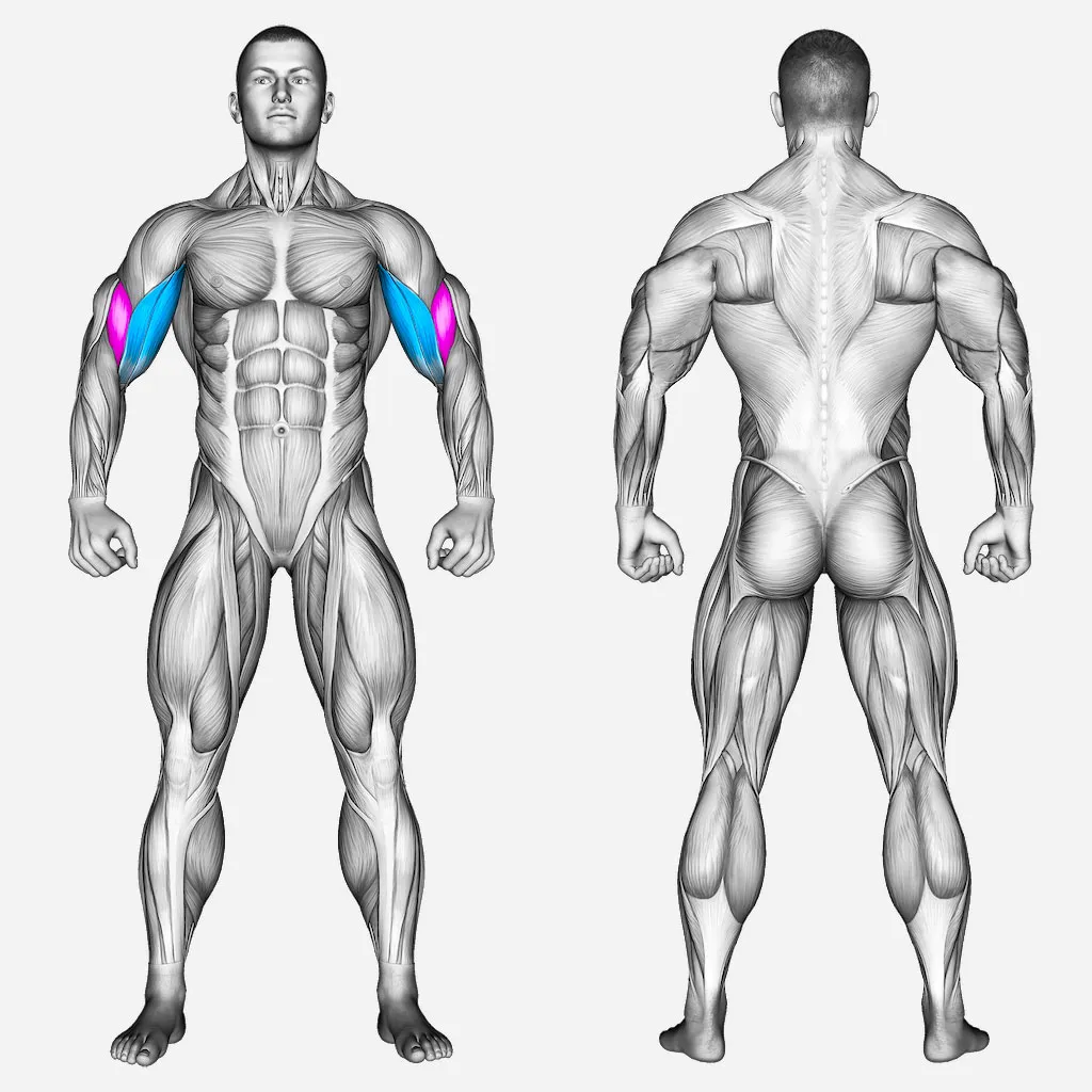 عضلات-درگیر-جلوبازو-سیم-کش-جفت-دست-از-پایین