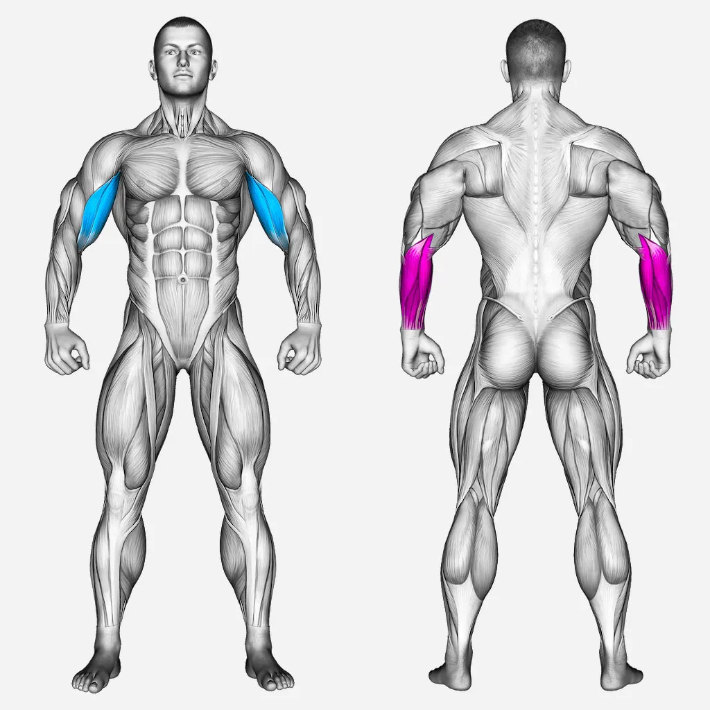 عضلات-درگیر-جلوبازو-سیم-کش-جفت-دست-روی-میز-شیب-دار