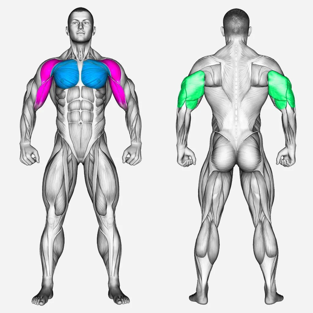 عضلات-درگیر-قفسه-سینه-دمبل