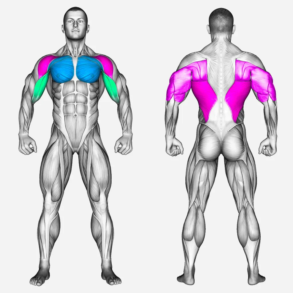 عضلات-درگیر-پارالل-سینه