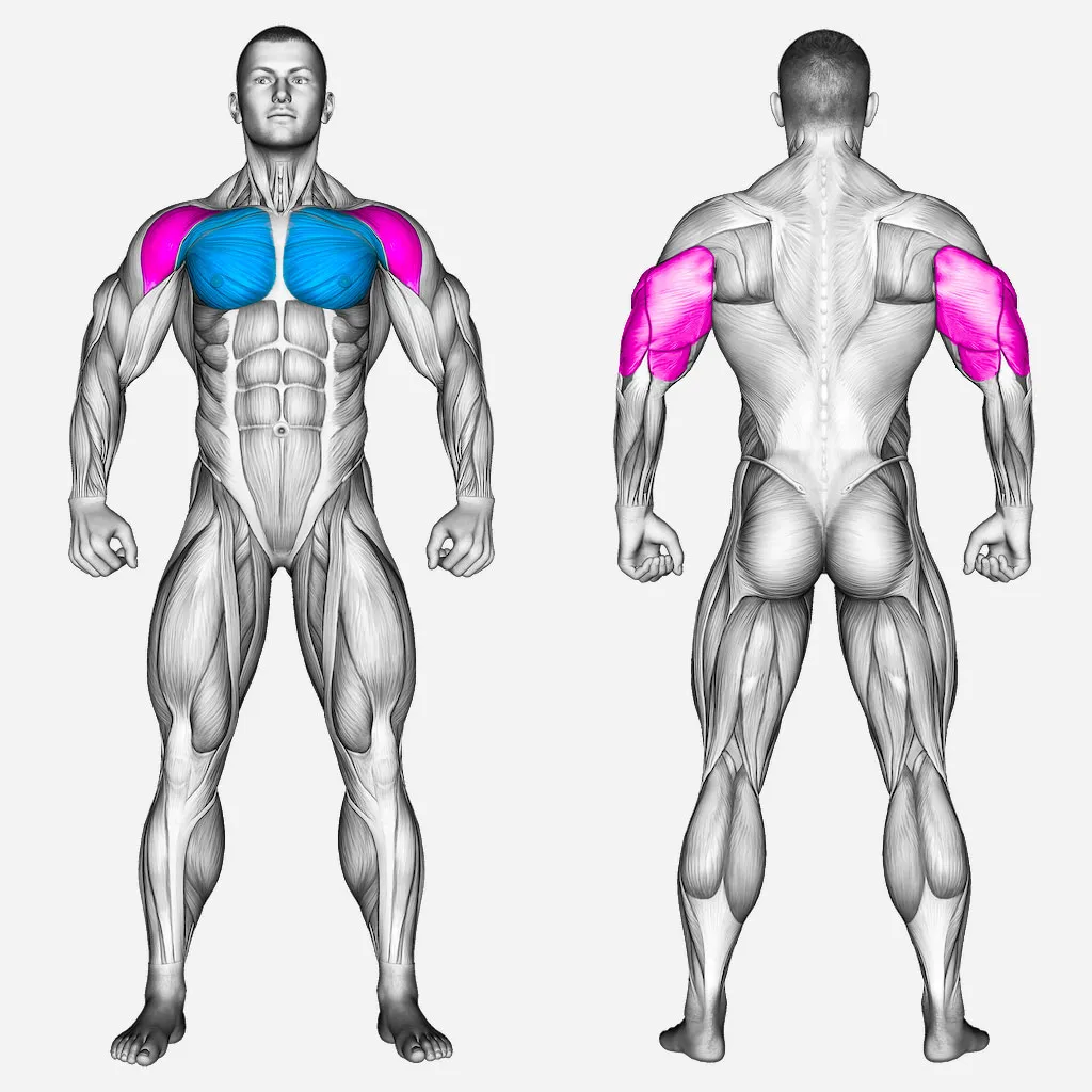 عضلات-درگیر-پرس-بالا-سینه-دستگاه