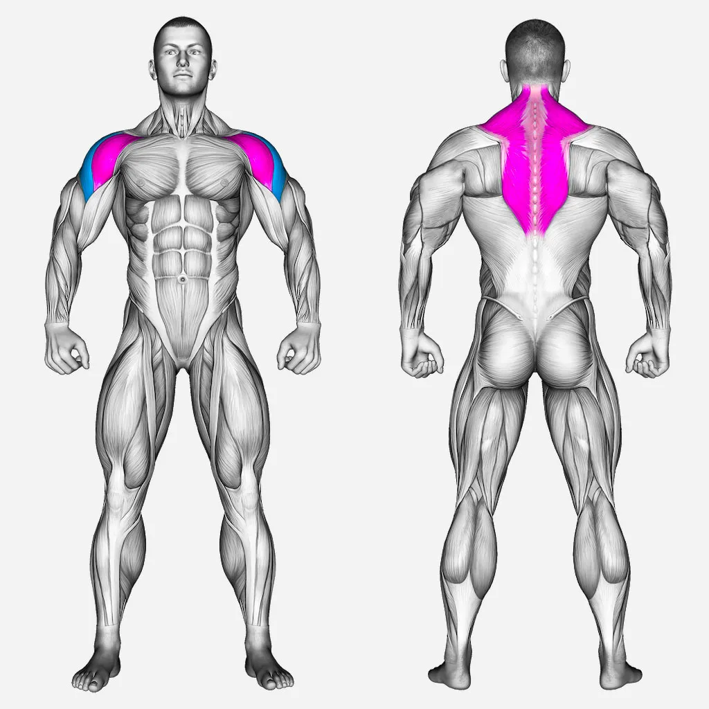 عضلات-درگیر-نشر-از-جانب-دمبل
